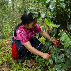 café de spécialité Terres de café - Café La Familia Vazquez