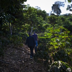 café de spécialité Terres de café - Café Finca Himalaya - Bourbon Rouge