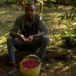 Specialty coffee by Terres de Café - Coffee Old Yeti