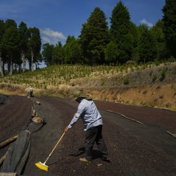 café de spécialité Terres de café - Café Volcancito