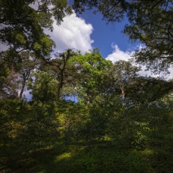 Specialty coffee by Terres de Café - Coffee Heirloom Wallaga
