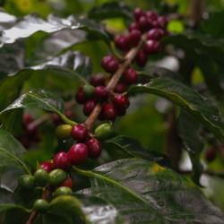 Specialty coffee by Terres de Café - Coffee The Forest