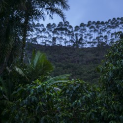 Specialty coffee by Terres de Café - Coffee Boa Vista