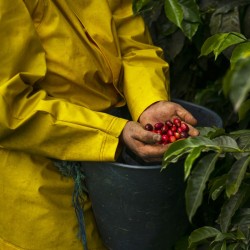 Specialty coffee by Terres de Café - Coffee Amazalia