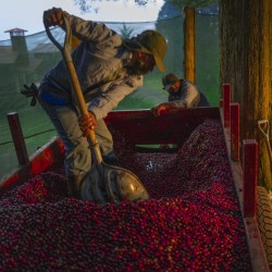 Specialty coffee by Terres de Café - Coffee Volcan Azul - Geisha Anaerobic Natural