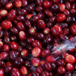 Specialty coffee by Terres de Café - Coffee Blue Mountain