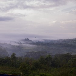 Specialty coffee by Terres de Café - Coffee Yeti Village
