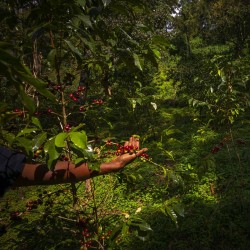 café de spécialité Terres de café - Café KSF Goma Forest Bio