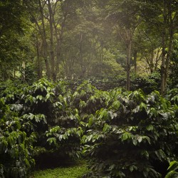 café de spécialité Terres de café - Café The Forest Bio
