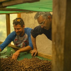 Specialty coffee by Terres de Café - Coffee Finca Soledad Sidra Washed