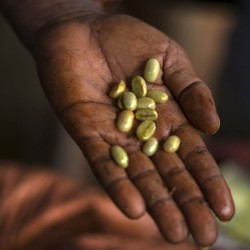 café de spécialité Terres de café - Capsules H3 Home-Compostable x10