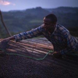 Specialty coffee by Terres de Café - Coffee KSF Heirloom Honey