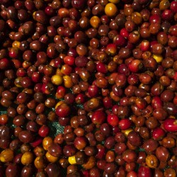 Specialty coffee by Terres de Café - Parcelles - Mexico
