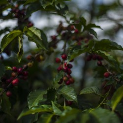 Specialty coffee by Terres de Café - Parcelles - Kenya