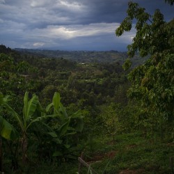 Specialty coffee by Terres de Café - Parcelles - Kenya
