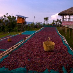 Specialty coffee by Terres de Café - Coffee Yirgacheffe Chelbesa Heirloom