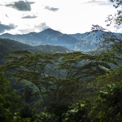 Specialty coffee by Terres de Café - Coffee Finca Santa Maria - Geisha Washed