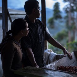 café de spécialité Terres de café - Capsules South Huila x 10