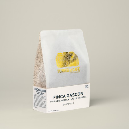 café de spécialité Terres de café - Café Finca Gascón Typica Del Bosque Lactic Natural