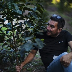 Specialty coffee by Terres de Café - Finca Hartmann - Maragogype Washed - Légendes
