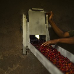 Specialty coffee by Terres de Café - Coffee Tatmara Plantation - Washed
