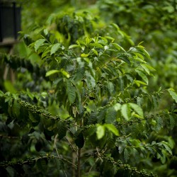 Légendes - Felipe Sardi - La Palma y El Tucan - Colombie | Terres de Café | Vente en ligne