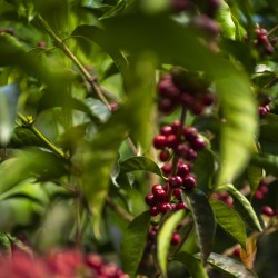 Gamme Parcelles - Café Costa Rica | Vente en Ligne