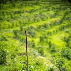 Parcelles -Costa rica | Speciality Coffee | Buy Online