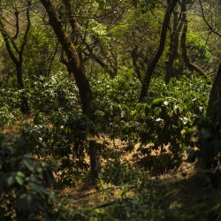 Légendes - Felipe Contreras - Finca Gascon - Guatemala | Terres de Café | Vente en ligne