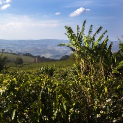 Café Fazendas| Café de spécialité | Vente en Ligne
