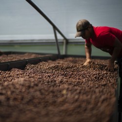 Légendes - Finca Deborah Terroir Geisha | Terres de Café |Buy online