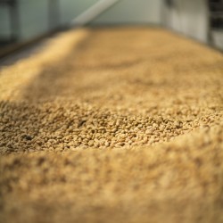 Légendes - Finca Deborah Geisha Washed | Terres de Café |Buy online