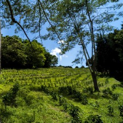 Alejo Castro - Volcan Azul Estate - SL28 Anaerobic - Légendes| Speciality Coffee | Buy Online